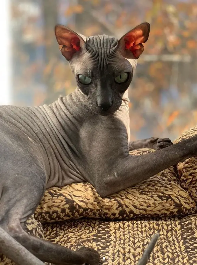 A gray Sphynx Cat lying on its bed