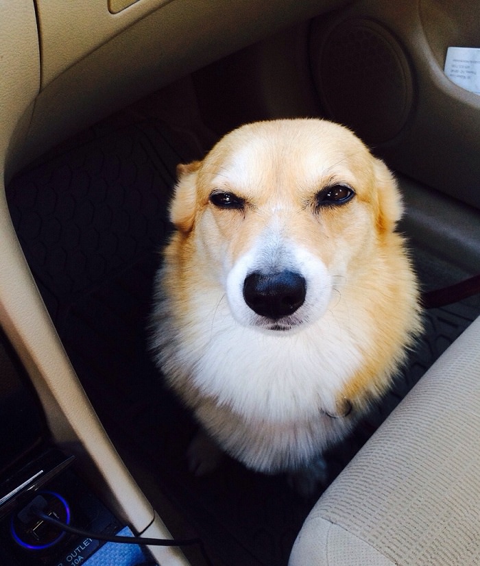 corgi dog sitting on the floor inside the car with its suspicious face