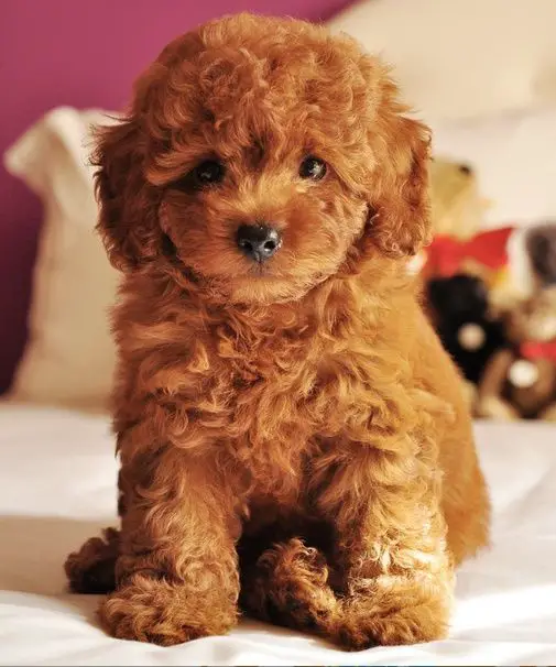 Teacup Poodle with apricot colored curly hair