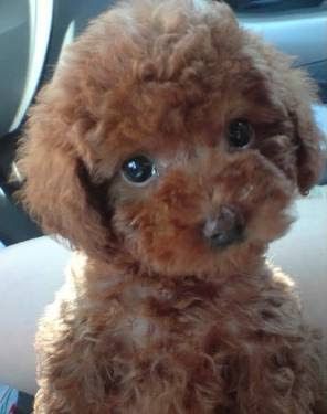 brown Teacup Poodle with fluffy curly hair