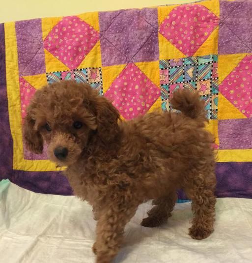 red Teacup Poodle with short curly fluffy fur