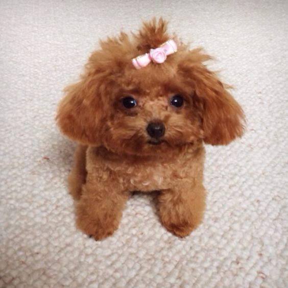 red Teacup Poodle wearing a cute ribbon hair tie on top of its head