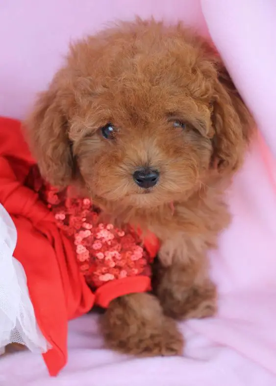red Teacup Poodle wearing a cute red dress
