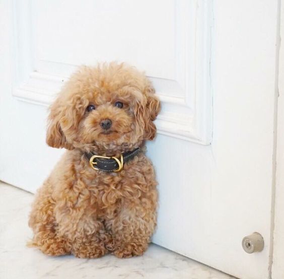 apricot Teacup Poodle with curly fully fur