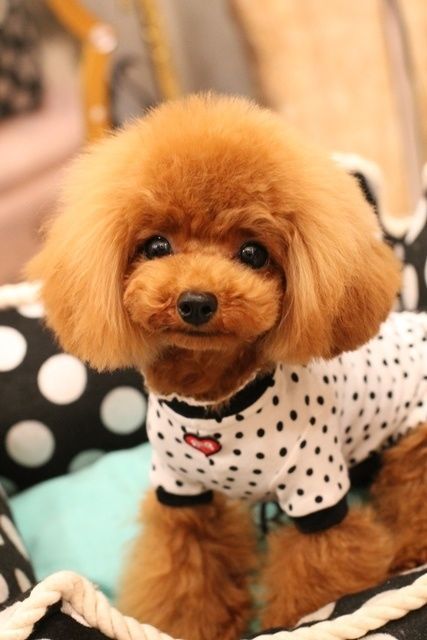 red Teacup Poodle in bob cut and wearing a pulka dots shirt