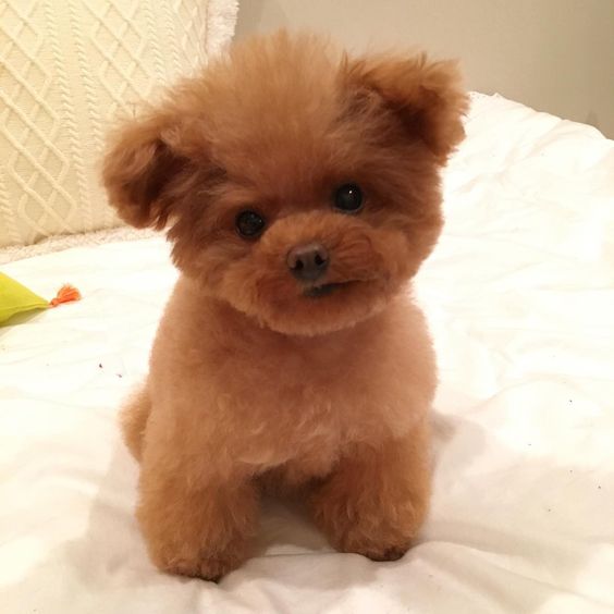 Teacup Poodle with red fluffy hair on the bed