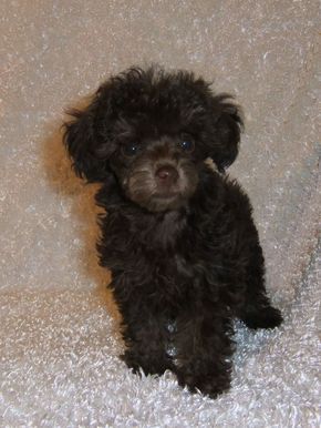black Teacup Poodle with curly fluffy hair