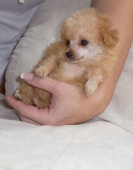 cream Teacup Poodle in a human hand