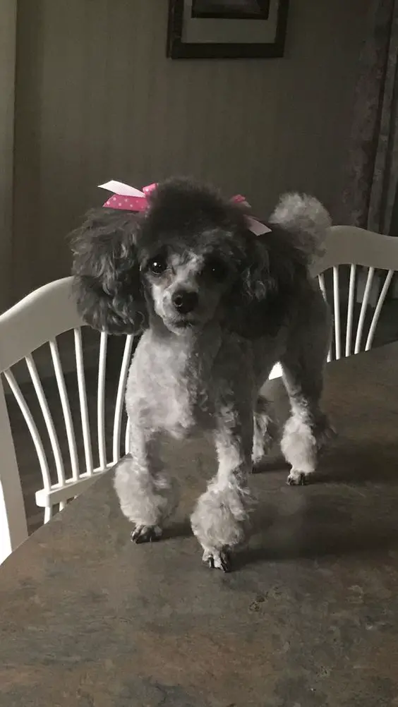 gray Teacup Poodle on top of the table