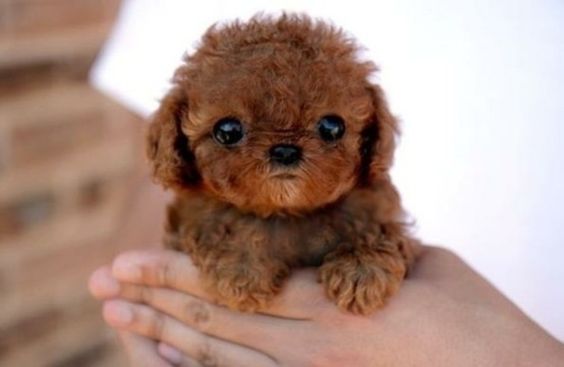 brown Teacup Poodle in hands