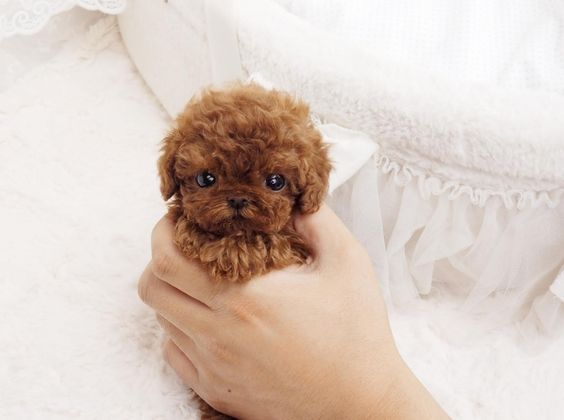 brown Teacup Poodle wrapped in hands
