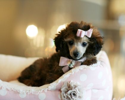 brown Teacup Poodle lying on its bed wearing its cute pink ribbon necktie and hair tie