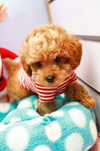 apricot Teacup Poodle wearing a striped red and white shirt