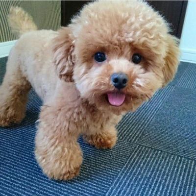apricot colored Teacup Poodle with fluffy hair