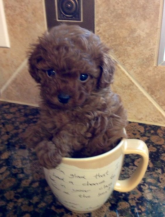 brown Teacup Poodle with curly short hair sitting on a cup