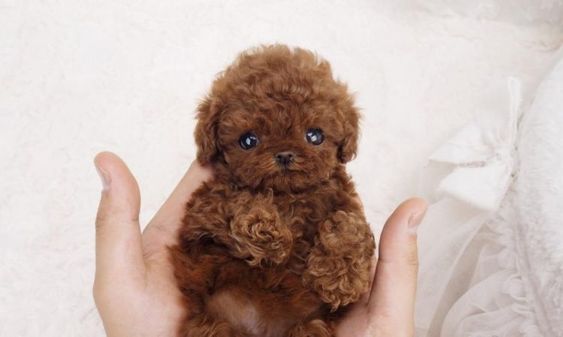 brown Teacup Poodle with adorable eyes