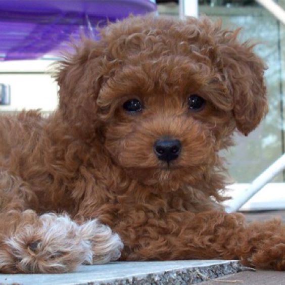  brown Teacup Poodle lying on the ground