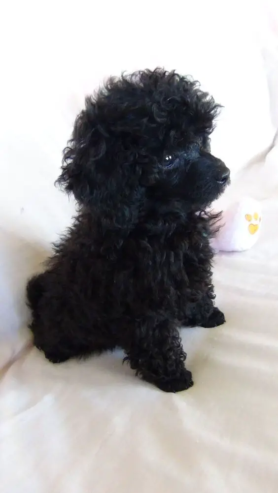 black Teacup Poodle with fluffy curly hair