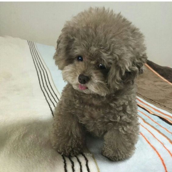 gray Teacup Poodle sitting on the bed