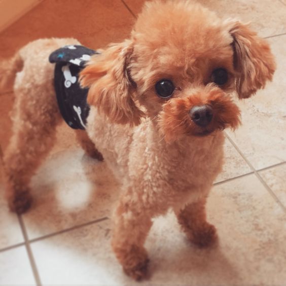 apricot Teacup Poodle