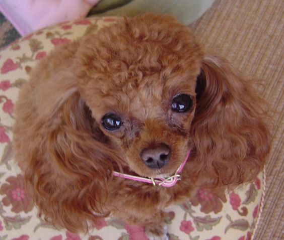 red Teacup Poodle with long red curly hair on its ears