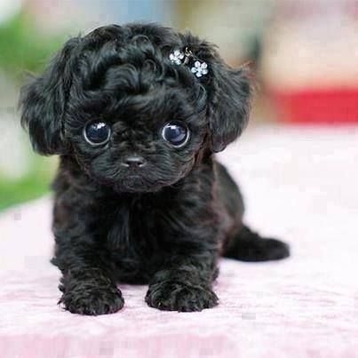 black Teacup Poodle with big adorable eyes and fluffy curly hair