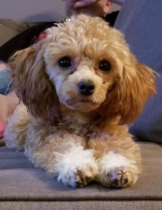cream Teacup Poodle lying on the couch
