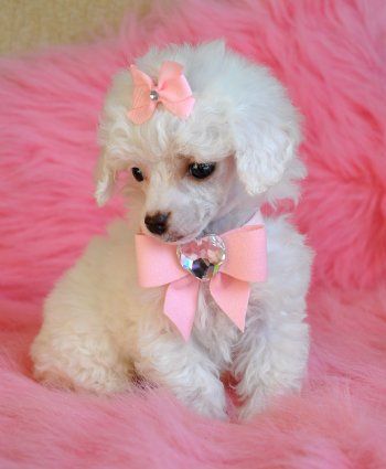 white Teacup Poodle sitting on a pink feather carpet