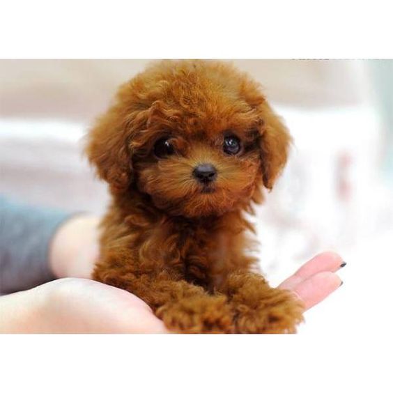 red Teacup Poodle in hands