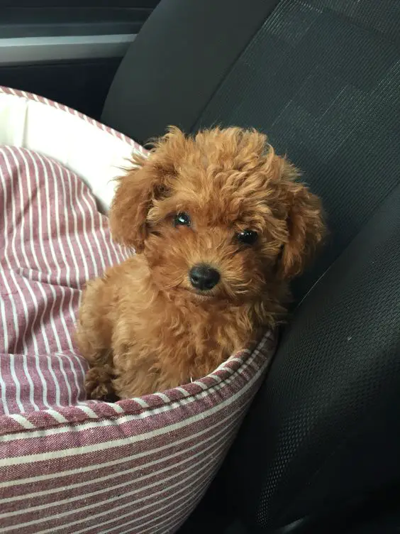 red Teacup Poodle with fluffy hair sitting on the side of its bed