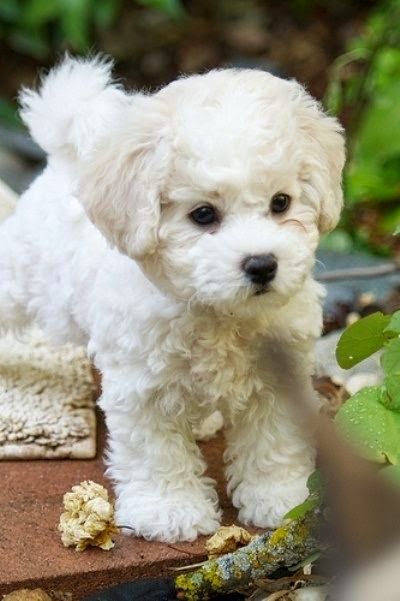 white Teacup Poodle in the garden