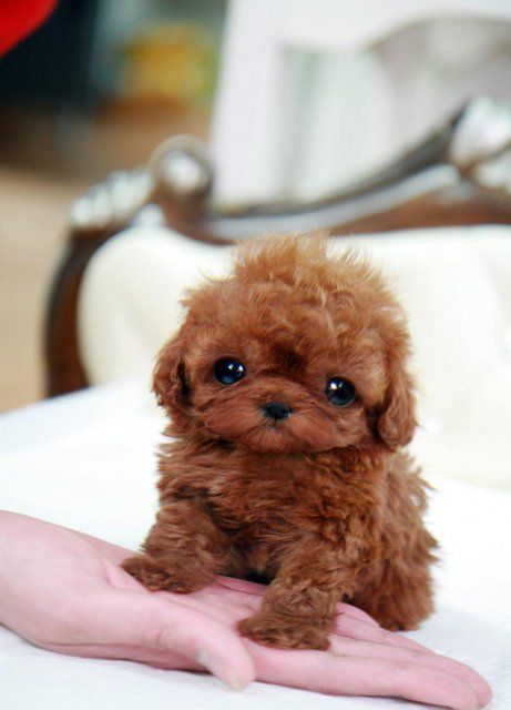 red Teacup Poodle with its hand on a human hand
