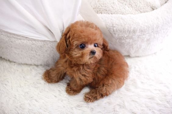 adult teacup poodle