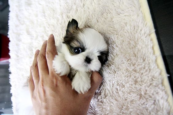 touching a Teacup Shih Tzu lying down on the carpet