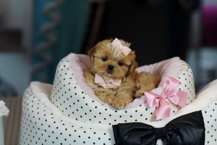 red Teacup Shih Tzu lying on top of its piled bed