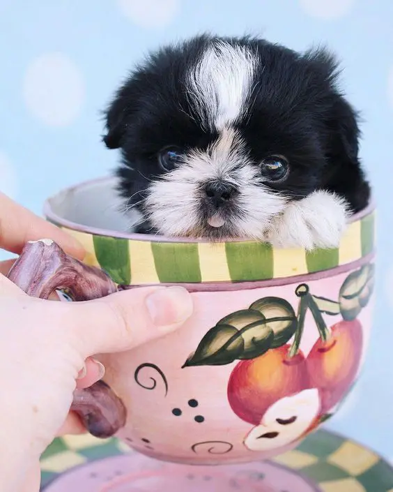black and white Teacup Shih Tzu in a cup