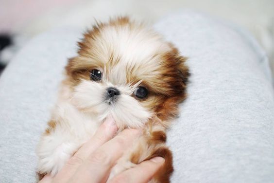white and red Teacup Shih Tzu