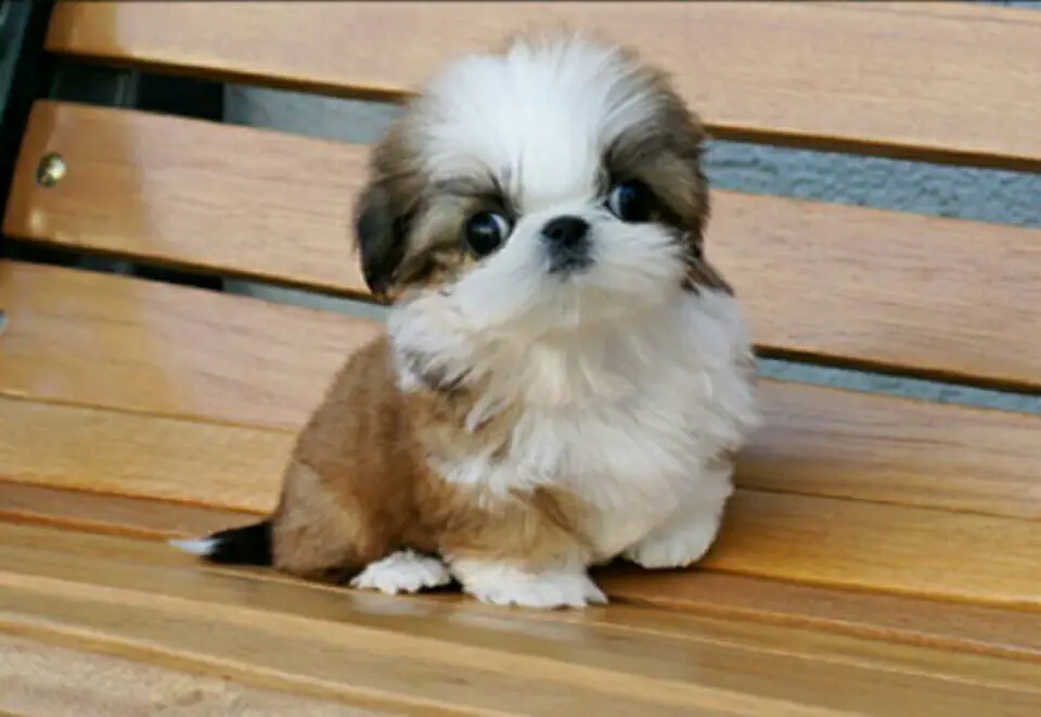 red and white Teacup Shih Tzu sitting on the bench outdoors