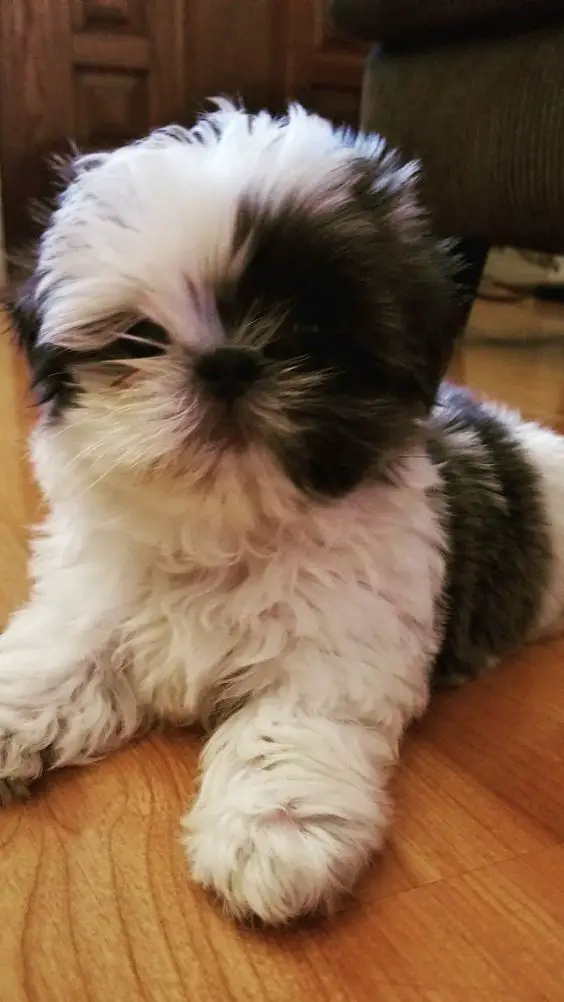 black and white fluffy Teacup Shih Tzu lying down on the floor