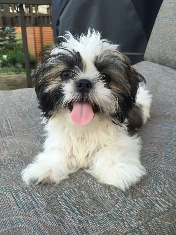 black and white Teacup Shih Tzu lying on the chair outdoors