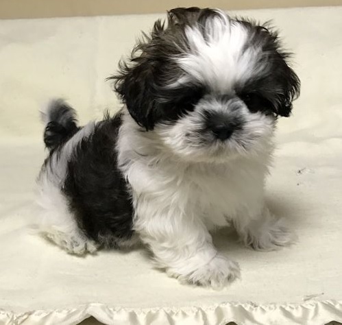 black and white Teacup Shih Tzu sitting on the white blanket