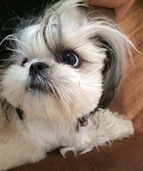 Teacup Shih Tzu lying on the floor