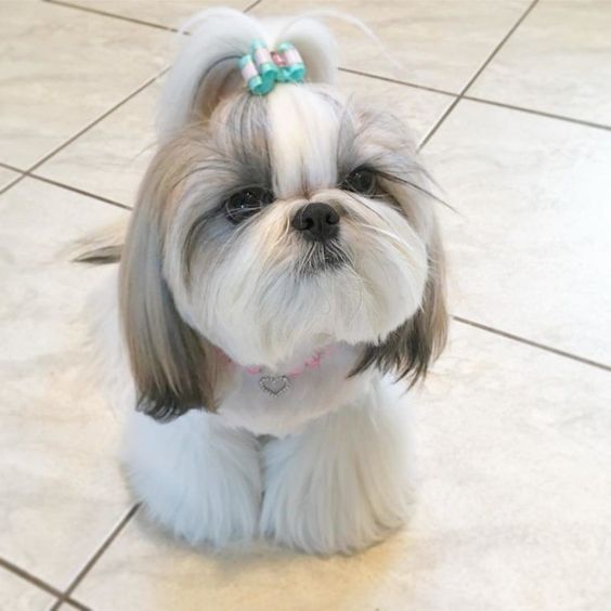 white and blue Teacup Shih Tzu on the floor