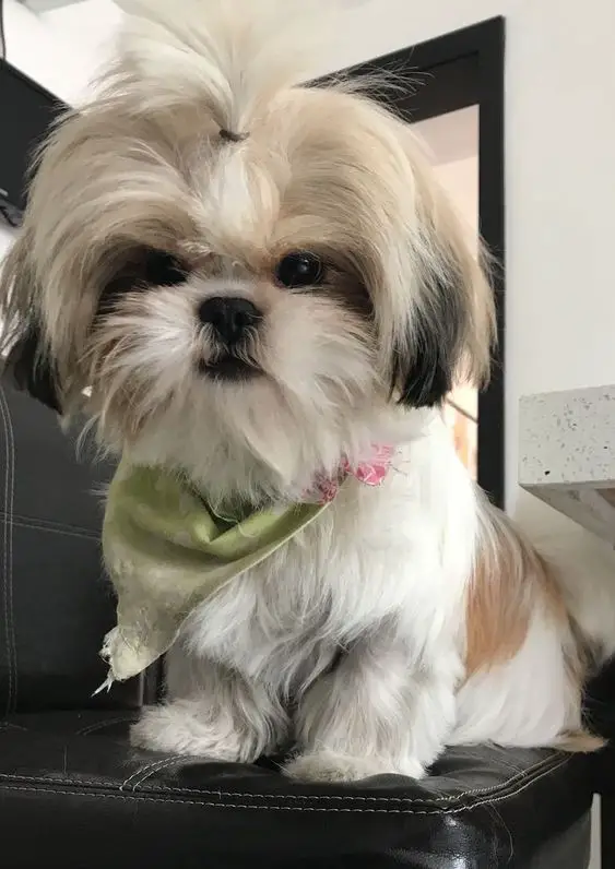 Teacup Shih Tzu wearing a green scarf while sitting on the chair