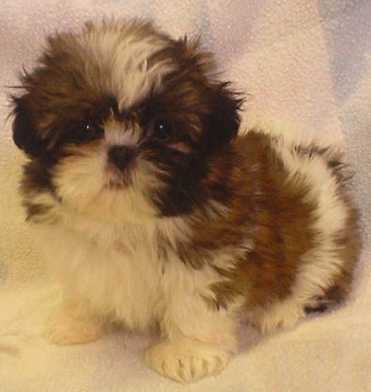 brown and white Teacup Shih Tzu sitting