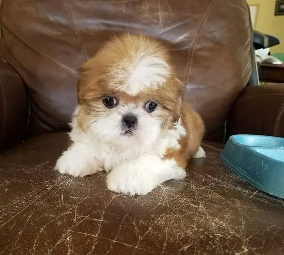 gold and white Teacup Shih Tzu lying on the couch