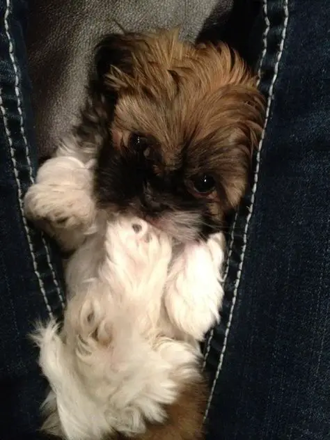 red and white Teacup Shih Tzu lying