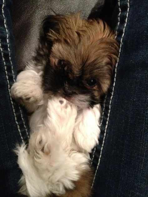 red and white Teacup Shih Tzu lying