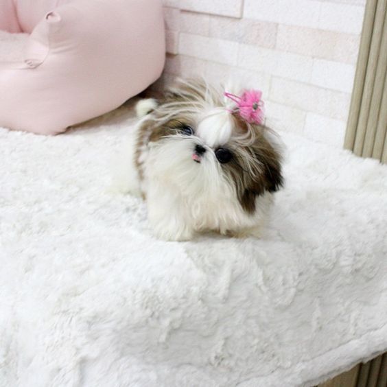 Teacup Shih Tzu on the bed