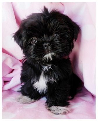 black with white fur on its chest Teacup Shih Tzu sitting on a pink blanket